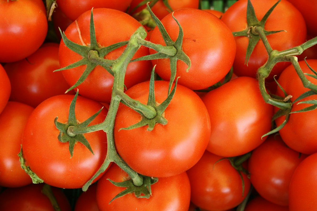 Tomatoes and lycopene